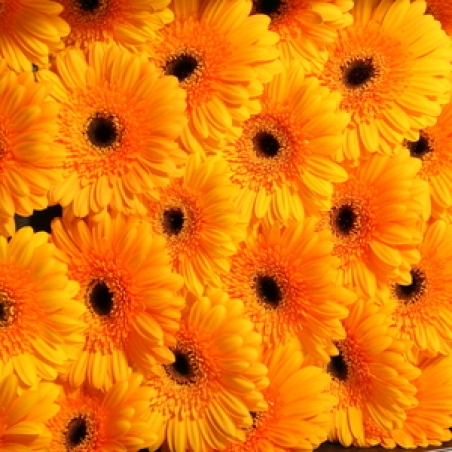 Ziedi - Gerbera "King"