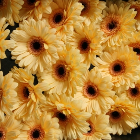Ziedi - Gerbera "Cream eye"