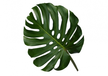 Зелень в оформлении букетов "Monstera" 