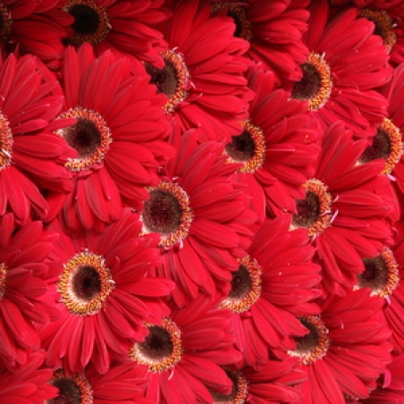 Ziedi - Gerbera "Chateau"