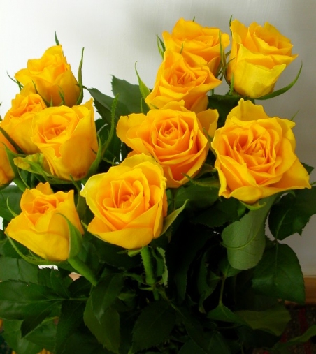 Ziedi - Rozes "Golden gate"