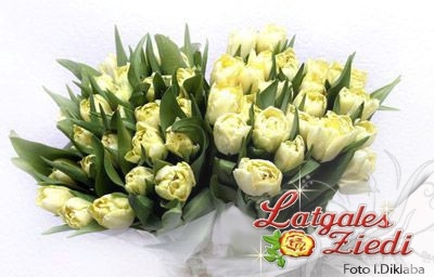 Tulpes 001