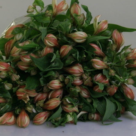 Ziedi - Alstromerija "Blush"