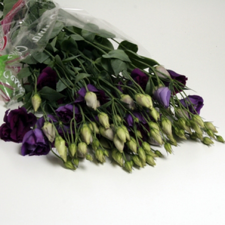 Eustoma 007