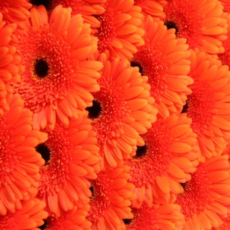 Ziedi - Gerbera "Candela orange"