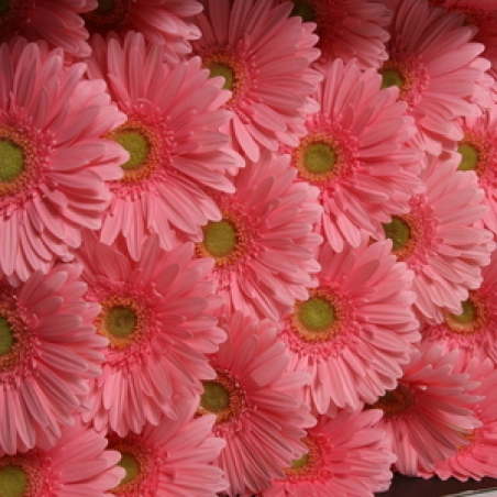 Ziedi - Gerbera "Maroussia"