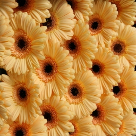 Ziedi - Gerbera "Byoux"