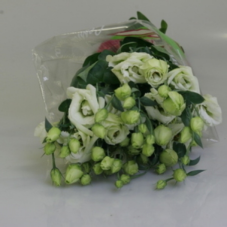 Eustoma 002