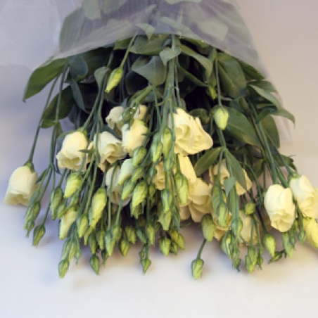 Eustoma 005