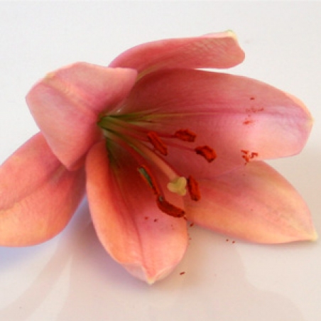 Ziedi - Lilija "Brindisi"
