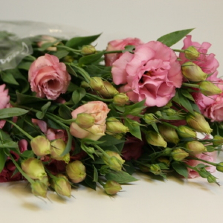 Eustoma 001
