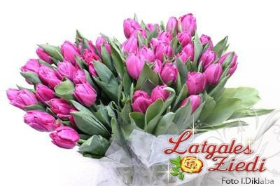 Tulpes 003