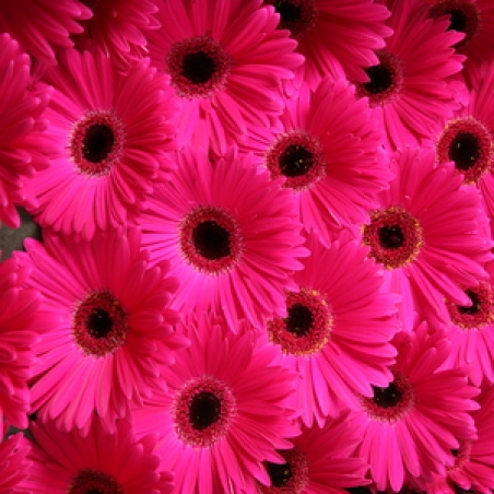 Ziedi - Gerbera "Serenarus"
