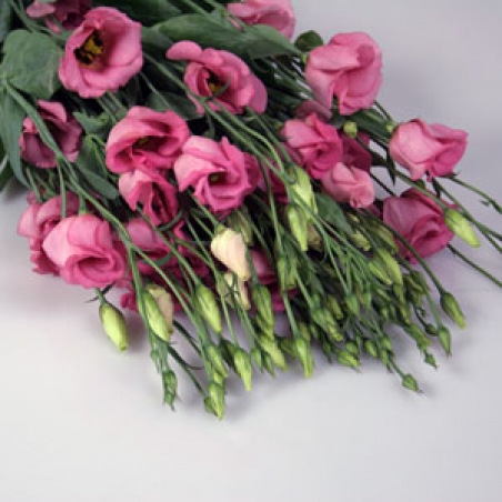 Eustoma 004