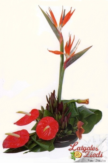Lietišķais pušķis 004