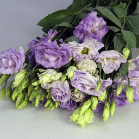 Eustoma 003