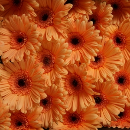Ziedi - Gerbera "Amaretto"